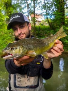 Brown Trout