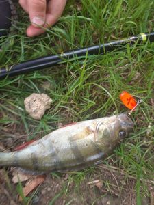 European Perch