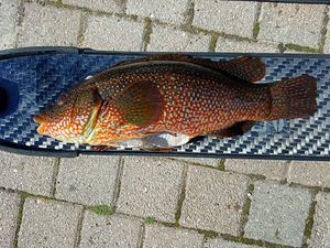 Ballan Wrasse