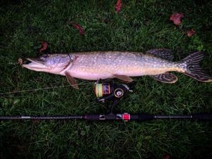 Northern Pike