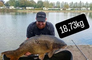 Common Carp