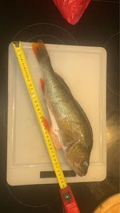 European Perch