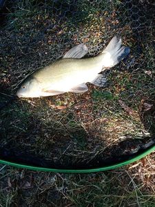 Tench