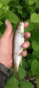 Brown Trout