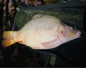 Mirror Carp