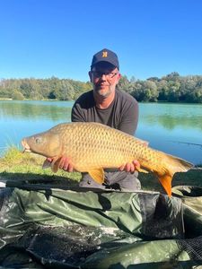Common Carp