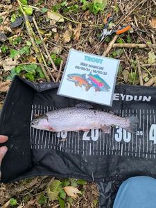 Rainbow Trout