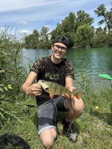 European Perch