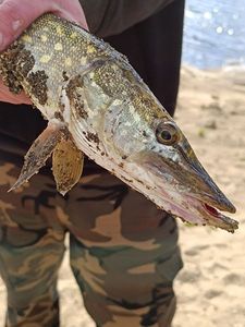 Northern Pike