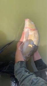 Mirror Carp