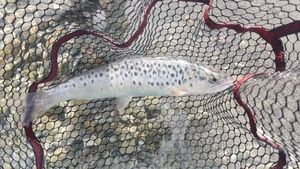 Lake Trout