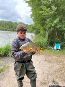 Common Carp