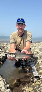 European Bass (Seabass)