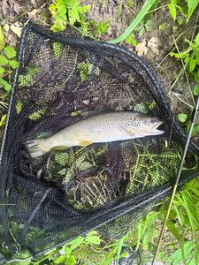 Brown Trout