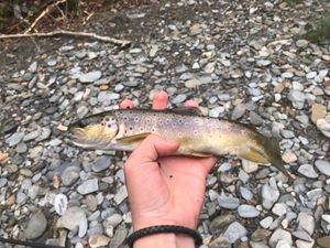 Brown Trout