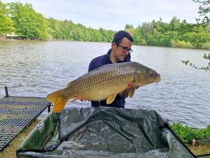 Common Carp