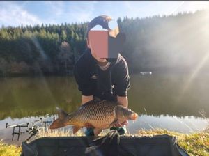 Common Carp