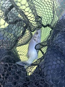 European Bass (Seabass)