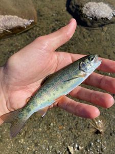 Rainbow Trout