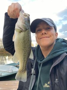 Largemouth Bass