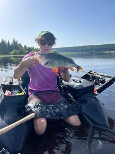 European Perch