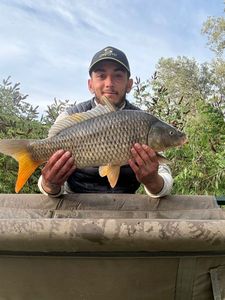 Common Carp