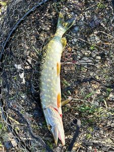 Northern Pike