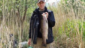 Rainbow Trout