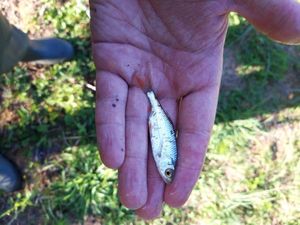 Roach