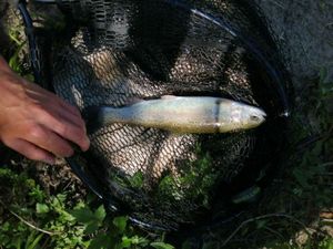 Rainbow Trout