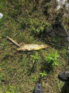 Mirror Carp