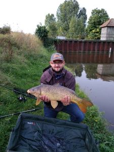 Common Carp