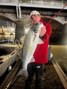 European Bass (Seabass)