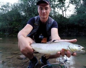 Brown Trout
