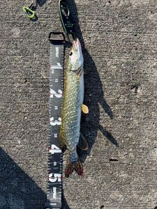 Northern Pike