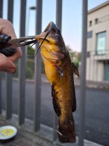 Black Bullhead