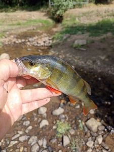 European Perch