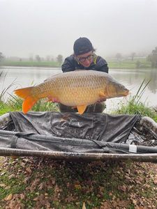 Common Carp