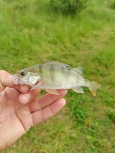 European Perch