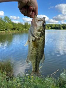 Largemouth Bass