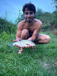 Common Bream