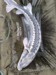 Sturgeon