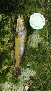 Brown Trout