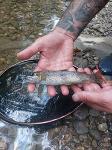 Brown Trout