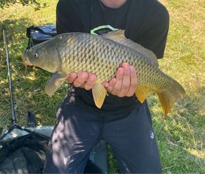 Common Carp