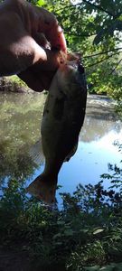 Largemouth Bass