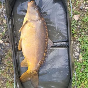 Mirror Carp
