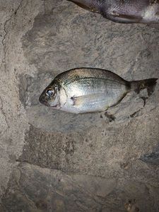 Saddled Seabream