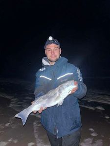 European Bass (Seabass)