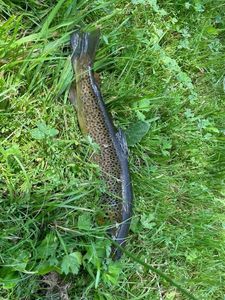 Brown Trout
